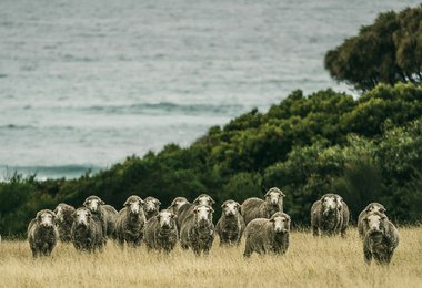 Die tasmanischen Schafer liefern die Merinowolle für Ortovox. (Foto: Ortovox)