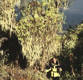 Erikastauden Aufstieg McInders