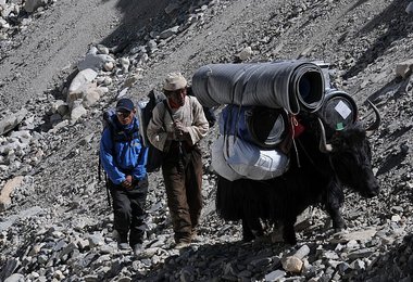 Unsere Yak-Treiber auf dem Weg zum vorgeschobenen Basislager Bild R. Dujmovits www.amical.de