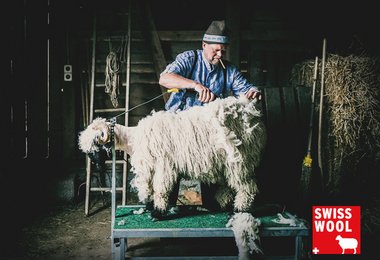 Die Wolle kommt aus den Bergen der Schweiz (Swisswool).