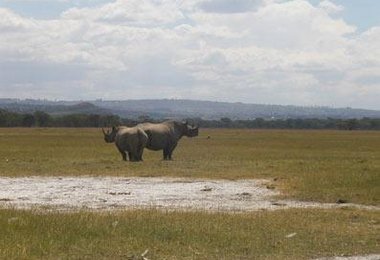 Das seltene Spitzmaulnashorn