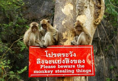 Cave Temple - Krabi - sign with monkeys © gerhard schaar