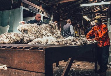 Ortovox Merino Wolle aus Tasmanien (Foto: Ortovox)