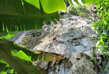  Klettern im Dschungel, hier ein neues Gebiet in der Palenque area (c) Andreas Jentzsch