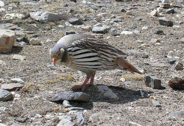 3 Paare Schneehuehner sind unsere taeglichen Muntermacher  Foto: H. Takeuchi
