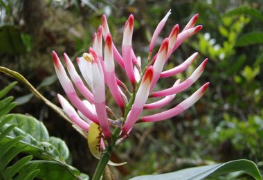 Orchideen, jeden Tag wieder eine neue Bereicherung