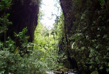 ..im Regenwald Ecuadors