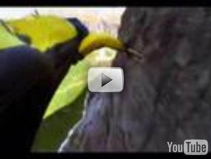 Video: Mountain Wingsuit