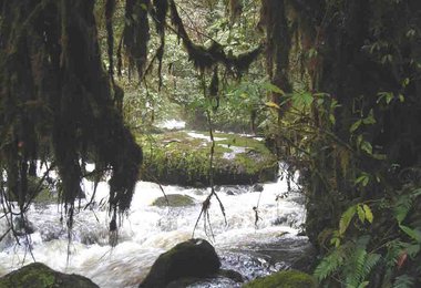 Welcome to the Jungle