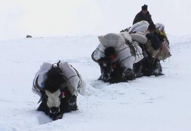 Yaks im Tiefschnee