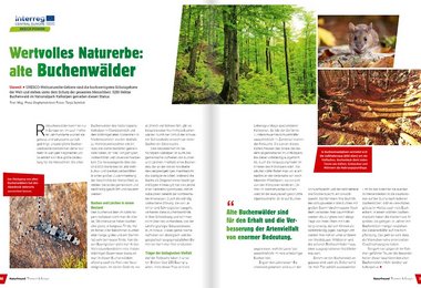  Wertvolles Naturerbe: alte Buchenwälder