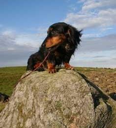 Daisy beim Klettertraining