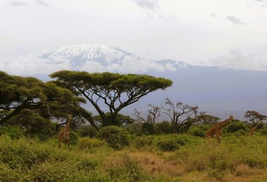 Eine Gruppe von Giraffen auf einem Feld mit dem Kilimanjaro im Hintergrund (c) Unsplash