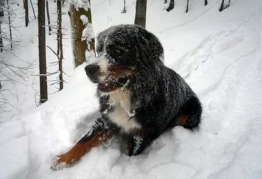Besonders bei tiefem und weichem Schnee tun sich Hunde schwer