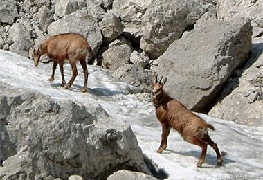 Abkühlung im Schnee..