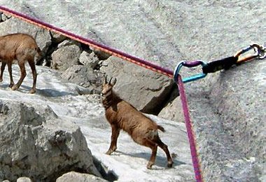 Das Gamswild und der Bohrhaken - kommen ganz gut miteinander aus.
