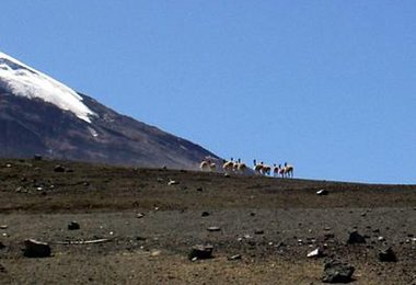 Vicunas im Nahbereich der Hütte