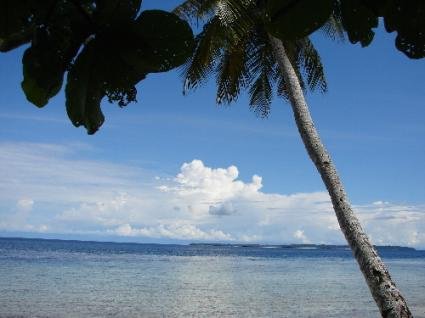 Palmen auf der Insel Nabire