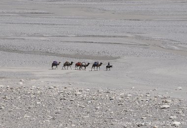 Kamelkarawane mit Expeditionsgepäck im Shaksgam Tal  © National Geographic/Ralf Dujmovits