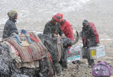 Yakpa´s mit Ihren Yaks © AMICAL alpin