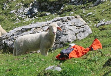 Merino Inside – auch die Österreichischen Schaf-Kollegen interessiert das Pala Jacket M.