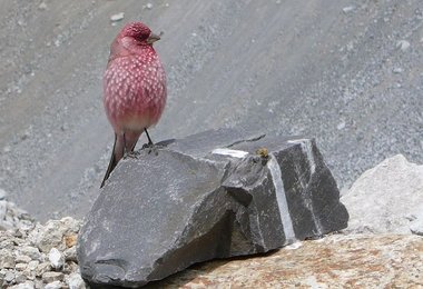 Besuch im Basislager