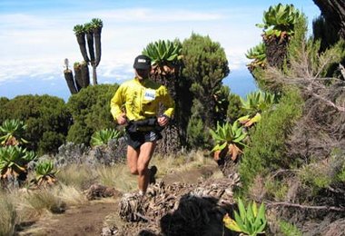 In den unteren Regionen. Die "Kilimanjari Senecia" Pflanze im Hintergrund.