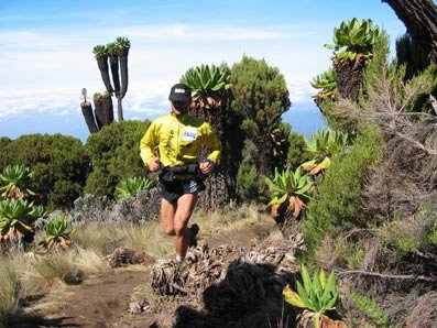 In den unteren Regionen. Die "Kilimanjari Senecia" Pflanze im Hintergrund.