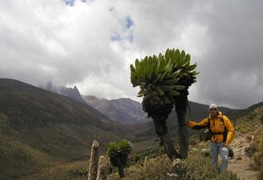 faszinierende Graslandschaft über 4000m, Hintergrund Mt. Kenia (5199m)