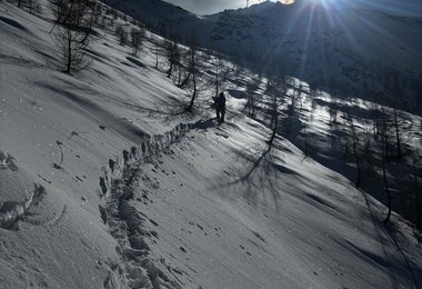 Im Pulverschnee fühlt er sich wohl (c) Hannes Haberl
