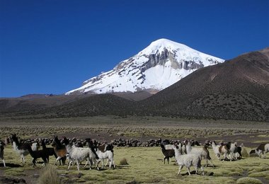 Die Aufstiegsroute führt entlang des linken Grates. Lamas soweit das Auge reicht.