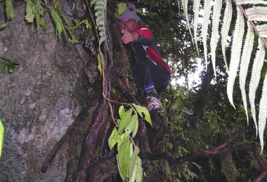 Kletterei an Wurzelwerk