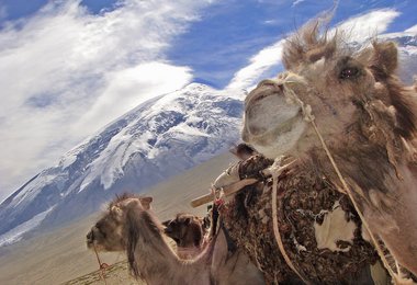 Widerspenstige Wegbegleiter- Anmarsch zum BC 4500m Bild 4- Liebe alles was dich davon trägt. Dein Pferd, dein Kamel. Spruch der Nomaden (Anmarsch ins BC 4500 m.)