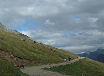 Seit letztem Jahr wieder geöffnet - der Gamsgrubenweg. Hier in der sog. Gamsgrube, dort gibt es aber meist nur Steinböcke zu sehen :-)