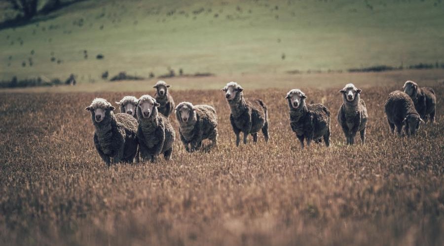 Ortovox Merino Wolle aus Tasmanien (Foto: Ortovox)