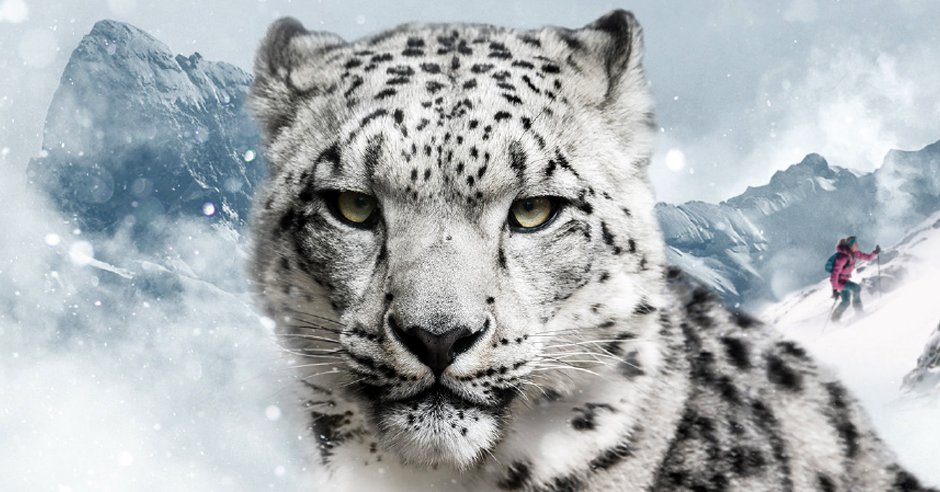 Dynafit Snow Leopard Day (Foto: Dynafit)