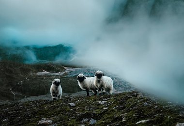Swisswool - produziert von der Natur